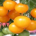 Pomidorų veislės savybės ir aprašymas Medaus puokštė