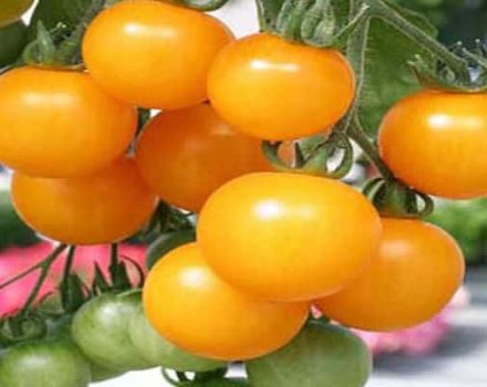 Charakteristiky a opis odrody paradajok Honey cluster