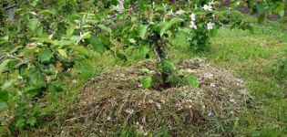 Hoe kun je een appelboom mulchen, organische en anorganische materialen, gras maaien