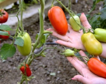 Caracteristicile și descrierea soiului de tomate Hypil 108 f1, randament