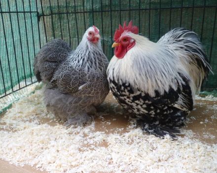 Beskrivning och egenskaper hos rasen av kycklingar dvärg Cochinchins, regler för underhåll