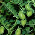Los beneficios y perjuicios de los garbanzos o los guisantes de cordero turco, sus variedades y cultivo
