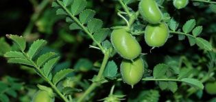 The benefits and harms of chickpeas or Turkish lamb peas, its varieties and cultivation