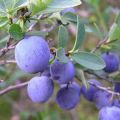 Plantera, odla och ta hand om blåbär i Moskva-regionen och välja de bästa sorterna