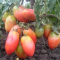 Най-добрите, най-големите и продуктивни сортове нискорастящи домати