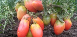 Nejlepší, největší a nejproduktivnější odrůdy nízko rostoucích rajčat