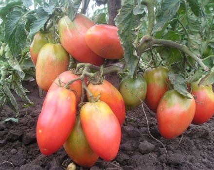 De bästa, största och mest produktiva sorterna med lågväxande tomater