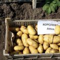Beskrivelse af kartoffelsorten Koroleva Anna, funktioner i dyrkning og pleje