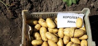 Beskrivning av potetsorten Koroleva Anna, funktioner för odling och vård