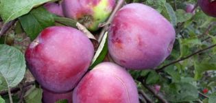 Mô tả và đặc điểm của cây táo Imant, quy luật trồng và phát triển