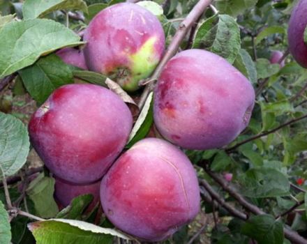 Beskrivning och egenskaper hos Imant-äppelträdet, regler för plantering och odling