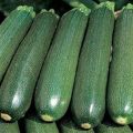 Description of the Tsukesha zucchini variety, cultivation and storage features