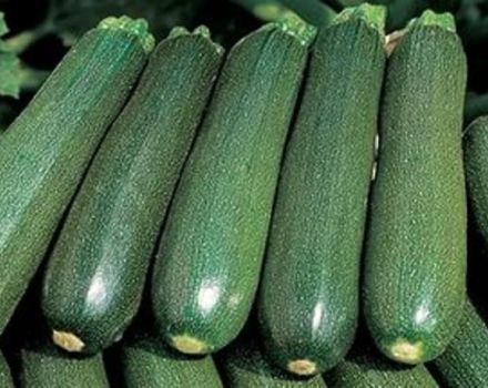 Beskrivning av Tsukesha zucchini-sorten, odlings- och lagringsfunktioner