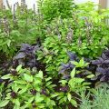 Types and description of the best varieties of basil, their cultivation in the open field