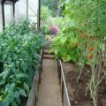Hvad kan plantes med tomater i et drivhus, hvad afgrøder er kompatible med