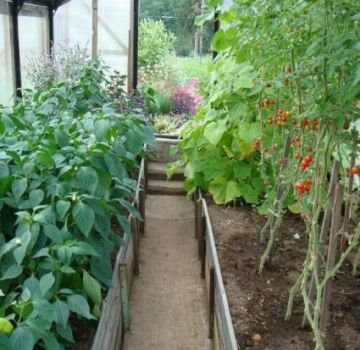 Mit lehet üvegházban paradicsommal ültetni, amellyel kompatibilisek a növények?