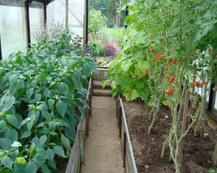 Vad kan planteras med tomater i ett växthus, vilka grödor är förenliga med