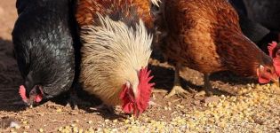 Wat is het gevaar van het ontbreken van schelpen in het dieet van kippen, de samenstelling en hoe deze correct te geven