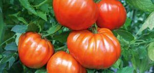 Descripción del tomate Leader f1, características de la variedad y cultivo.