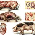 Causas y síntomas de la erisipela porcina, métodos de tratamiento y prevención.