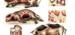 Orsaker och symtom på svin erysipelas, metoder för behandling och förebyggande
