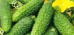Beschrijving van de Adam-komkommervariëteit en aanbevelingen voor teelt en verzorging