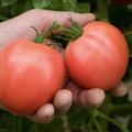 Tomaattilajikkeen Bokele kuvaus ja sato, puutarhureiden arvostelut
