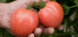 Beskrivning och utbyte av tomatsorten Bokele, recensioner av trädgårdsmästare