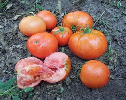 Beskrivning av tomatsorten Ermak F1, funktioner för odling och skötsel