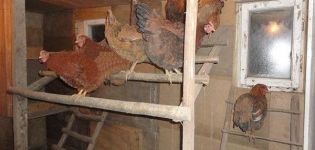 Was soll die Temperatur im Hühnerstall im Winter sein, optimale Leistung und Heizregeln