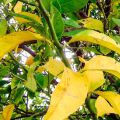 Motivi per cui le foglie di prugna ingialliscono e cadono e cosa fare