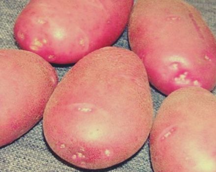 Beskrivning av Kamensky potatisvariant, funktioner för odling och vård