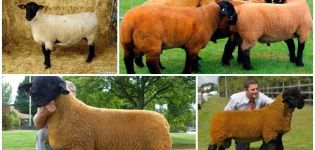Description et caractéristiques des moutons Suffolk, caractéristiques du contenu