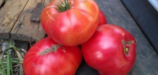 Descripción de la variedad de tomate Millonario, sus características y cultivo
