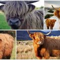 Beschrijving van het ras van Schotse koeien, hun kenmerken en verzorging van de Hooglanden