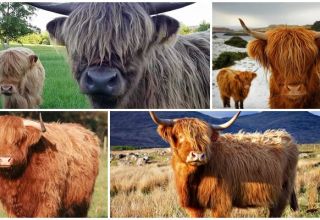 Beskrivning av rasen av skotska kor, deras egenskaper och vård av högländerna