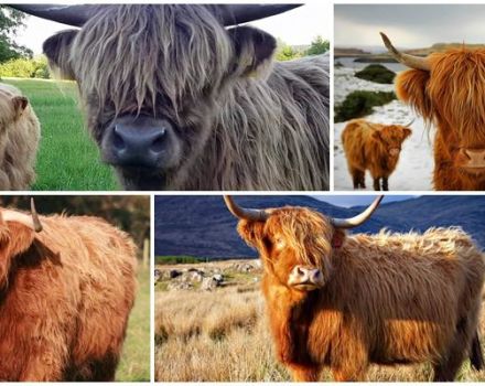 Περιγραφή της φυλής των σκωτσέζικων αγελάδων, των χαρακτηριστικών τους και της φροντίδας των Highlands