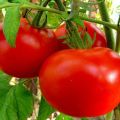 Beschrijving van de tomatensoort Rode wangen en zijn kenmerken