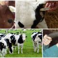 Normale Körpertemperaturen von Kälbern und Kuh und Ursachen für den Anstieg