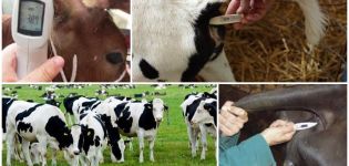 Normalne temperature tijela i krave i uzroci povećanja