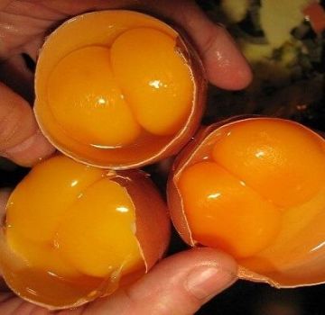 Које кокоши могу да полажу јаја са два жуманцета, разлоге и како да реше проблем