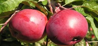 Ābolu šķirnes “Rubin” apraksts, ziemcietības īpašības un dārznieku atsauksmes