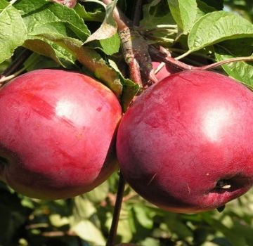 Description of the Rubin apple variety, characteristics of winter hardiness and reviews of gardeners