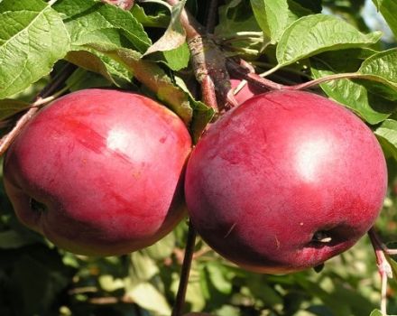 Mô tả về giống táo Rubin, đặc điểm chịu khó vào mùa đông và nhận xét của người làm vườn
