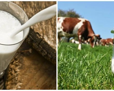 Kodėl sumažėjo karvės pieno išeiga ir kodėl smarkiai sumažėjo pieno, ką daryti