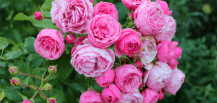 Pomponella rožės aprašymas ir ypatybės, sodinimas ir priežiūra