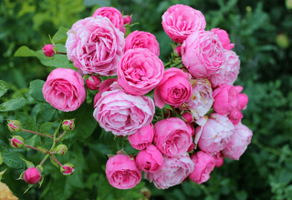 Opis a charakteristika Pomponella ruže, výsadba a starostlivosť