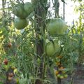 Descrizione della varietà di pomodoro Vostra Maestà, caratteristiche di coltivazione e cura
