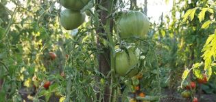 Beskrivning av tomatsorten Your Majesty, funktioner för odling och vård