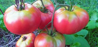 Χαρακτηριστικά και περιγραφή της ποικιλίας ντομάτας Mikado, η απόδοσή της